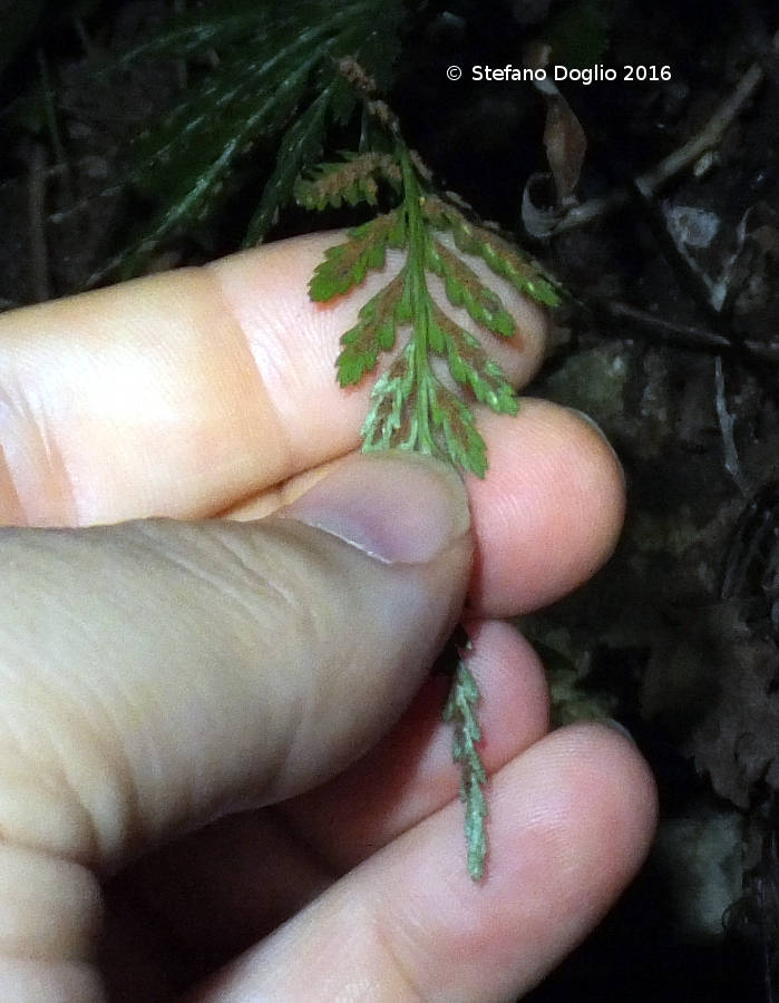Asplenium adiantum-nigrum